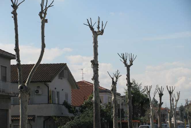 La Corretta Potatura Degli Alberi Coordinamento Nazionale Alberi E Paesaggio Onlus