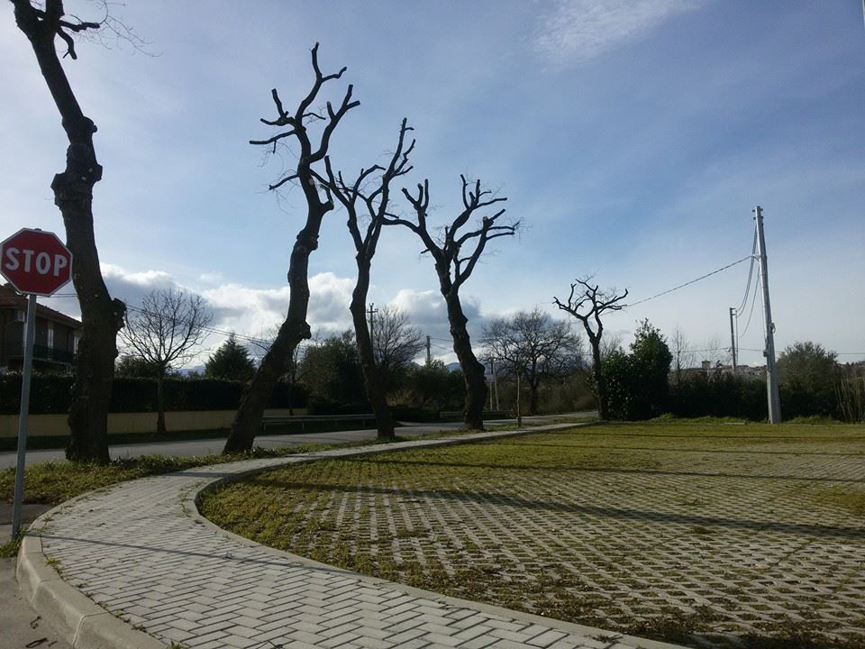 La Corretta Potatura Degli Alberi Coordinamento Nazionale Alberi E Paesaggio Onlus