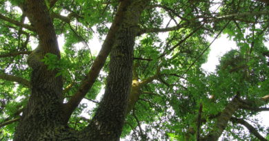 L’importanza degli spazi vitali degli alberi e della zona critica radicale. Intervista all’esperto Daniele Zanzi