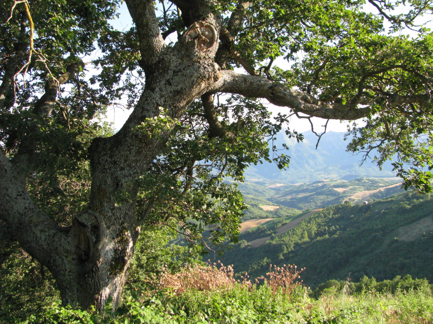 La Corretta Potatura Degli Alberi Coordinamento Nazionale Alberi E Paesaggio Onlus