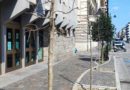 Moria di alberi in Corso Vittorio Emanuele a Pescara. Il Co.n.al.pa. “Bisogna cambiare metodologia di gestione.”