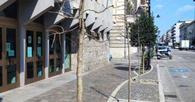 Moria di alberi in Corso Vittorio Emanuele a Pescara. Il Co.n.al.pa. “Bisogna cambiare metodologia di gestione.”