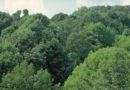 Nasce il comitato scientifico regionale del Conalpa Abruzzo : per divulgare la cultura degli alberi. 