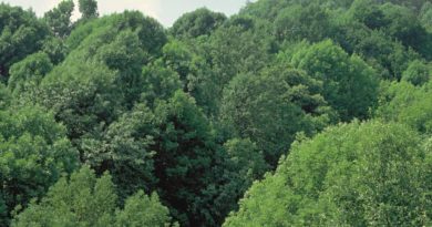 Nasce il comitato scientifico regionale del Conalpa Abruzzo : per divulgare la cultura degli alberi. 