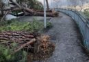 Vento forte e alberi caduti. Il Co.n.al.pa. Abruzzo “Servono esperti per la cura del verde. Basta cattiva gestione.”