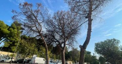 Cocciniglia tartaruga. La pestilenza dei pini avanza. Bisogna intervenire adesso!