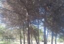Pineta di Montesilvano (PE) a rischio: l’attacco della Cocciniglia Tartaruga non si ferma! Cosa si sta facendo di concreto?